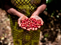 Ruanda: un ejemplo de impulso agrícola para África… y para muchos otros países 